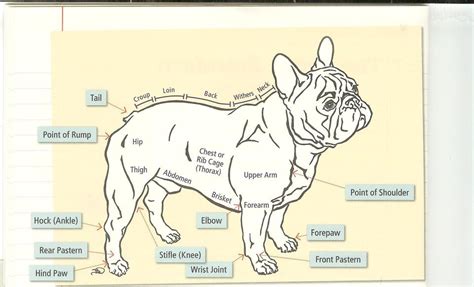 浅谈法国斗牛犬的标准,法牛犬多少天耳朵立起来
