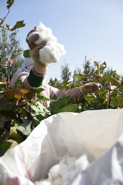 2015年新疆棉花每公斤补贴多少钱,新疆棉花补贴标准公布