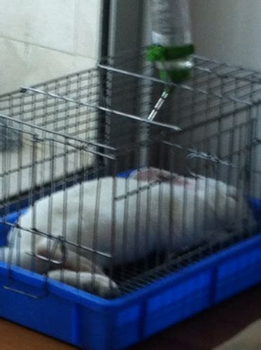 兔子白天安静晚上好食,为什么我家兔子卧着睡觉