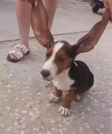 小狗总是挠身上为什么,狗为什么喜欢提耳朵