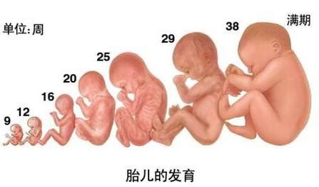 怀孕4周的胎儿有多大