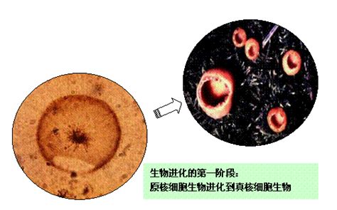 什么叫无性生殖?