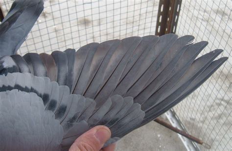 「赛鸽资讯」短距离鸽子的特征,耐力短文鸽子的翅膀有什么特点