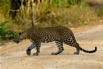 孟加拉豹猫多少钱一只,养一只豹子要多少钱