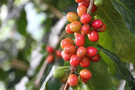 咖啡树的种类有哪些啊