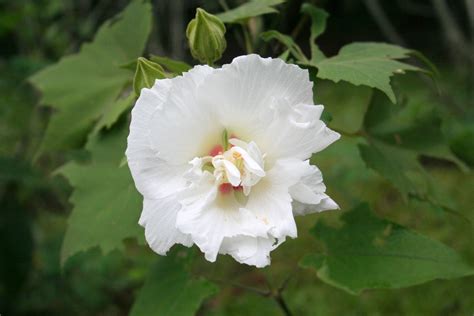 木芙蓉是指什么植物?