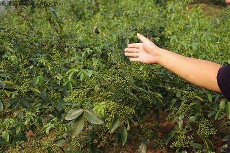 花椒种子种植方法