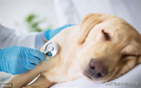狗狗对什么过敏,什么是狗麻疹
