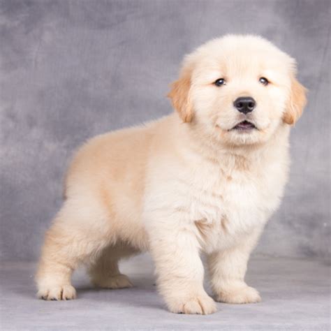 金毛犬幼崽价格多少,白色金毛犬幼崽颜值高引围观
