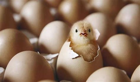 母鸡没有公鸡能生蛋吗?