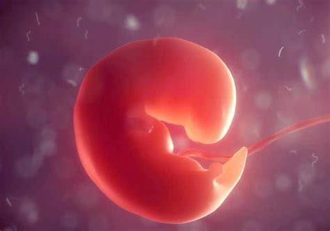 为什么有胎心胎芽了还会胚胎停育？你知道原因吗