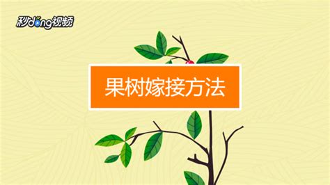 果樹嫁接在甚么時候最適合