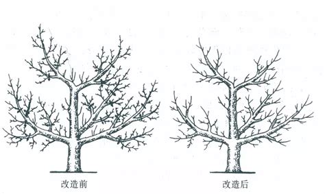 果樹什么時間剪枝比較好?