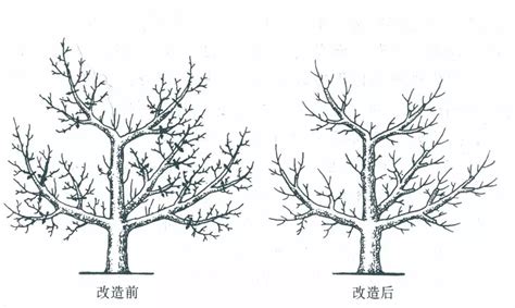 果树什么时间剪枝比较好?