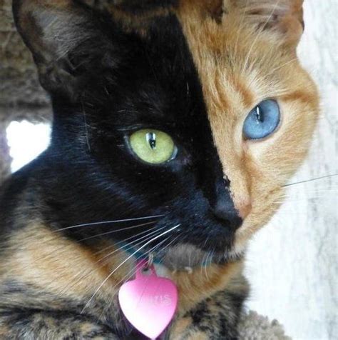 猫的眼睛为什么会发亮,猫的眼睛怎么会发光的