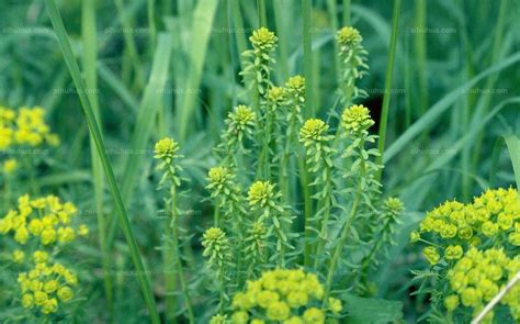 多肉植物:红彩阁是仙人掌吗?怎么养?好不好养?