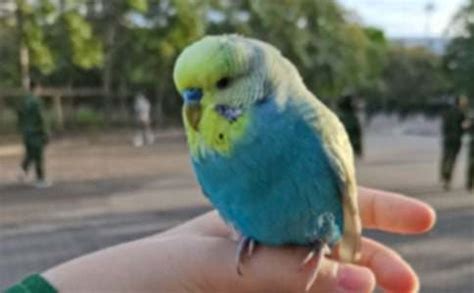 好胃口的鹦鹉-描写动物的作文250字(经典6则)