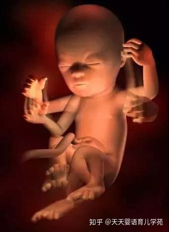 胎儿发育过程中有什么特点,40周的发育过程如何