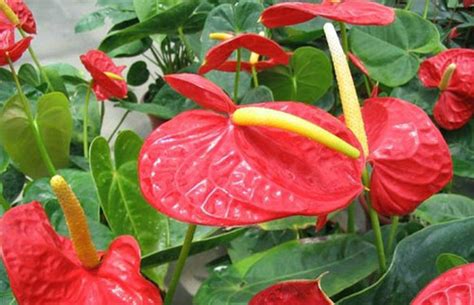 红掌与火鹤是同一种植物吗?