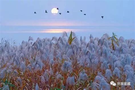 什么花在寒露时开