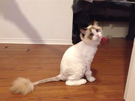 宠物猫为什么掉毛那么严重,猫猫为什么会掉毛