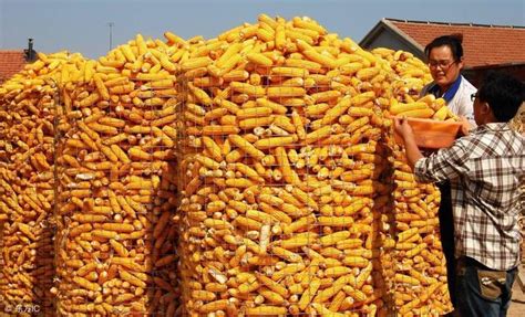 东北玉米现在的收购价是多少?