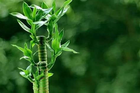 龙竹的产地及生长习性