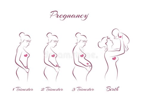 备孕的三个阶段