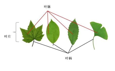 檗芽是什么？一般在植物的哪个部位，比方说铁树它的檗芽在哪里？