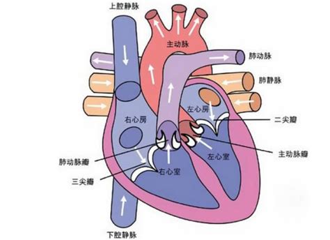 25周胎儿心脏三尖瓣少量反流
