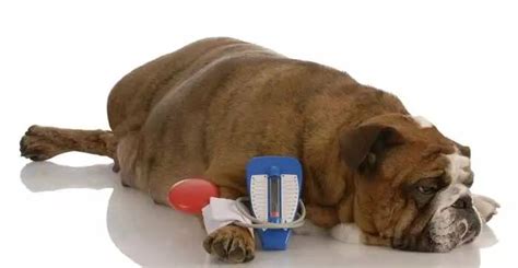 狗狗患了糖尿病,狗得糖尿病一天吃多少
