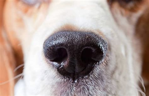 狗鼻子干裂结痂是什么原因,小狗鼻子干的原因是什么原因是什么