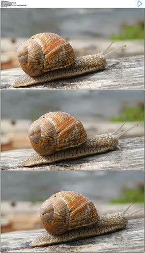 为什么雨后蜗牛爬到水泥墙上