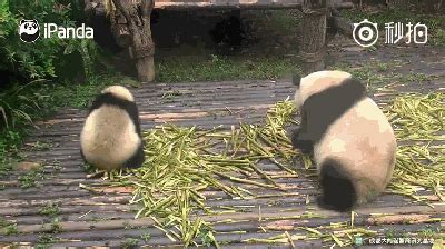 最新熊猫吃竹子游戏下载,熊猫吃竹子游戏叫什么