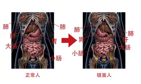 怀孕16周肚子内脏图片