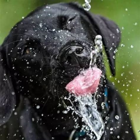 宝宝什么时候可以喝冷水,狗什么时候可以喝冷水