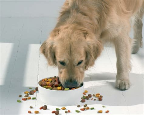 狗能吃人饭好吗,狗狗为什么吃人饭拉稀