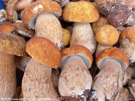 黑龙江省松茸菌,国有林场日产鲜品3000余斤