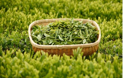 湖北有哪些绿茶品种,这些绿茶你爱吗
