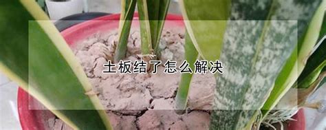 茶叶用什么种植,种植什么茶叶价格高