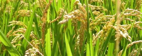 为什么杂交水稻产量高,反而去种常规水稻