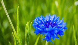蓝色矢车菊的植物文化