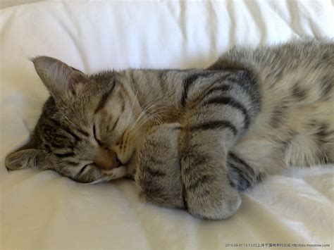 为什么猫那么爱睡觉,猫为什么白天老是睡觉