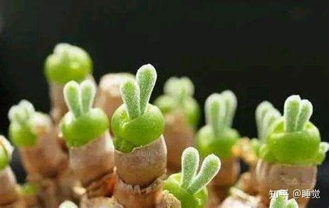这个长得像小兔子耳朵的植物叫什么?左边这个,大约两厘米高