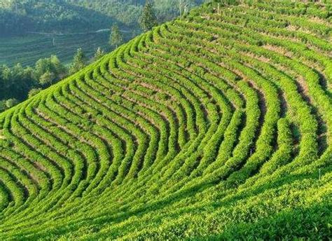 日春茶叶最低多少钱一斤,天价茶叶市场水多深