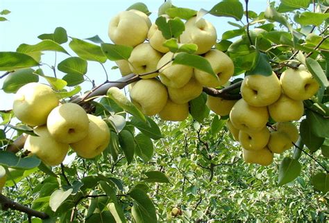 梨树-植物作文300字(合计9篇)