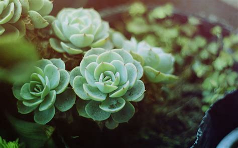 多肉植物的生长环境是怎么样的？