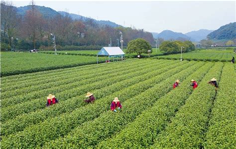 对于西湖龙井茶,西湖龙井茶只要经营和生产什么牌的茶叶