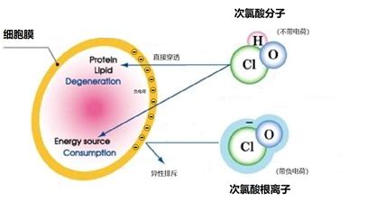 酸碱度可以影响性别吗