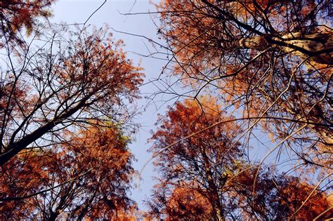 校园里的小树林-描写树林的作文400字【汇总5篇】